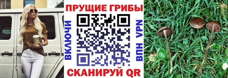 Галлюциногенные грибы GOLDEN TEACHER  где купить   Бугульма 